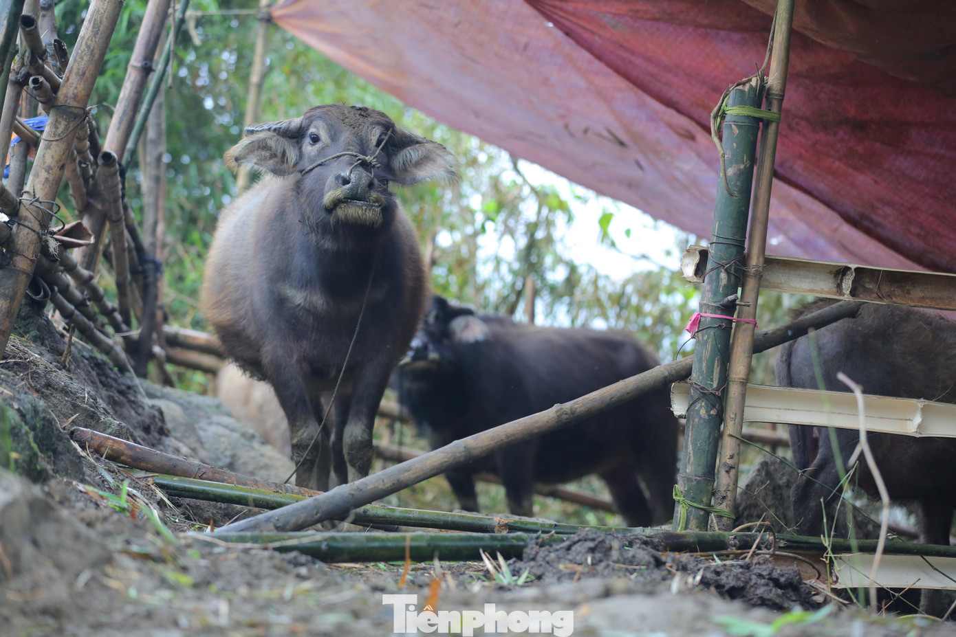 Theo các chuyên gia, trong vòng 5 năm trở lại đây, Lào Cai mới ghi nhận nhiều đợt rét đậm rét hại tăng cường liên tiếp xuống địa phương vào thời điểm này.