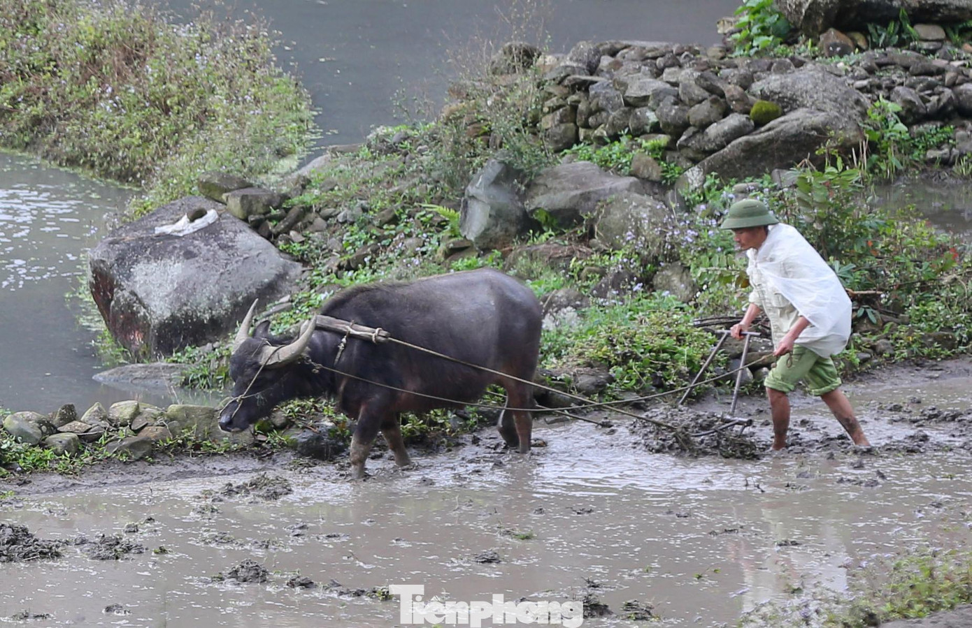 Dù thời tiết khắc nghiệt, song các gia đình khác trong thôn như vẫn tranh thủ dắt trâu đi cày để kịp gieo lúa vụ mùa Đông Xuân.