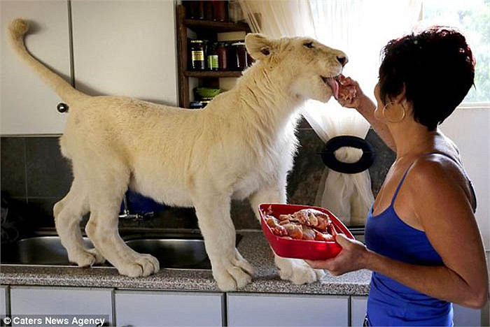 Từ bé, sư tử Timba đã được thả rông trong nhà và ăn thịt sống mỗi ngày với sự chăm sóc tận tình của Annel