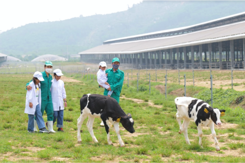 Không gian rộng rãi và mát rượi, những cô bò, cô bê thong dong gặm cỏ vốn chỉ là những hình ảnh được thấy trong sách, tranh vẽ… nay hiện hữu ngay trước mắt các em. Có em còn háo hức vuốt ve các cô bò. Với các em thì đây thực sự là những trải nghiệm hiếm có và vô cùng lý thú.