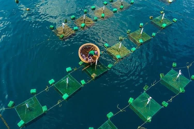 Sông Cầu được mệnh danh là “thủ phủ” Tôm Hùm với sản lượng tôm hùm các loại đạt khoảng 630 tấn/6 tháng đầu năm 2022. Sông Cầu được mệnh danh là “thủ phủ” Tôm Hùm với sản lượng tôm hùm các loại đạt khoảng 630 tấn/6 tháng đầu năm 2022.