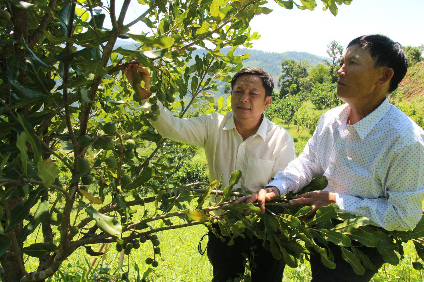 Ông Huỳnh Ngọc Huy khảo sát vườn cây mắc ca của ông Nguyễn Lên vay vốn từ LienVietPostBank trồng từ năm 2017 - Ảnh: P.Hậu