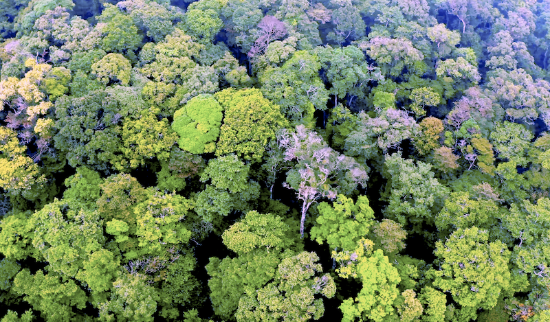 Sâm Ngọc Linh Kon tum K5 có nguồn nguyên liệu hơn 1.000 ha ở Kon Tum Sâm Ngọc Linh Kon tum K5 có nguồn nguyên liệu hơn 1.000 ha ở Kon Tum