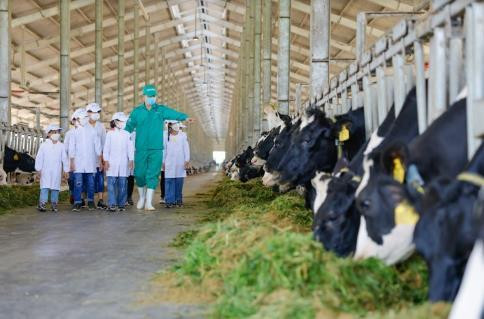 Còn ở Quảng Ngãi, các em thiếu nhi tại Trung tâm công tác xã hội đã có chuyến thăm quan trang trại bò sữa Vinamilk Green Farm. Đối với nhiều em, đây là lần đầu tiên các em nhìn thấy bò sữa ngoài đời thật như thế nào, được tự tay cho bò ăn cỏ và tìm hiểu về hộp sữa mà các em được uống mỗi ngày bắt nguồn từ các trang trại này.