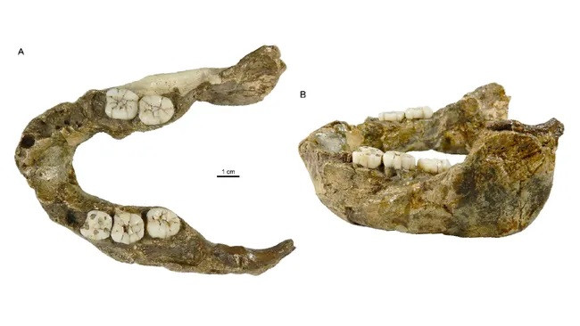 Hàm răng của loài người mới được phát hiện, Paranthropus capensis. (Ảnh: Lazarus Kgasi)
