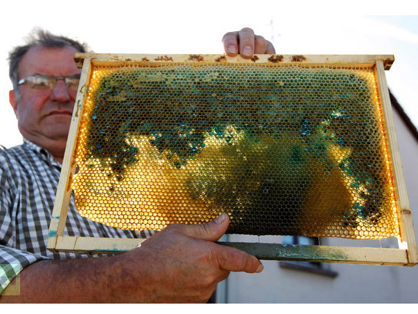 Một người nuôi ong cầm chiếc tổ ong có mật màu xanh lạ thường