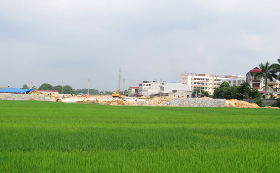 Năm 2024, huyện Yên Dũng (Bắc Giang) sẽ thu hồi 1.411,4 ha đất, trong đó có tới hơn 1.300 ha đất trồng lúa. (Ảnh minh họa)