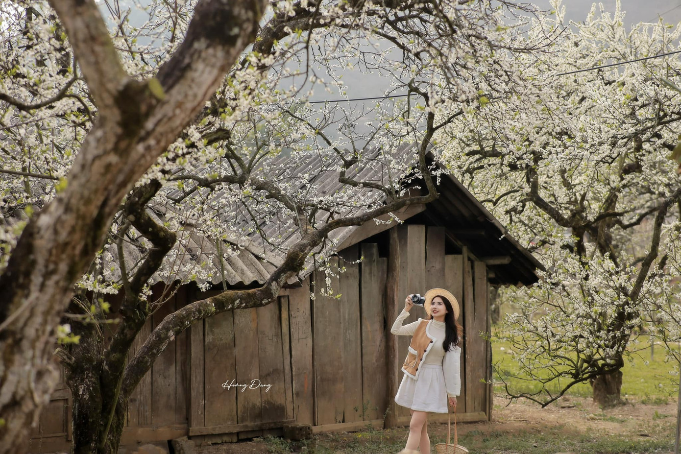 Để có những bức ảnh đẹp và nổi bật giữa sắc trắng của hoa mận, nhiều bạn trẻ chọn trang phục với gam màu nổi bật như đỏ, vàng, cam, nâu đất hoặc xanh dương... Ảnh: Hoàng Dung Để có những bức ảnh đẹp và nổi bật giữa sắc trắng của hoa mận, nhiều bạn trẻ chọn trang phục với gam màu nổi bật như đỏ, vàng, cam, nâu đất hoặc xanh dương... Ảnh: Hoàng Dung