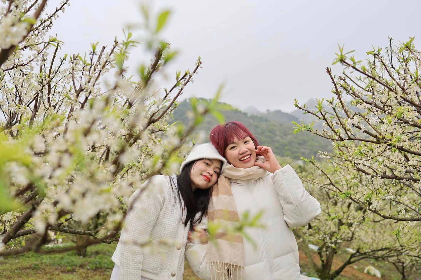 Du khách đến ngắm hoa mận cũng được lưu ý giữ vệ sinh môi trường, không bẻ cành, rung cây làm rụng hoa. Đặc biệt là tôn trọng người dân bản địa, xin phép trước khi vào vườn chụp ảnh, trả tiền (nếu có) để ủng hộ khích lệ người dân chăm sóc. Ảnh: Nguyễn Hòa, Đoàn Thúy Mỹ Du khách đến ngắm hoa mận cũng được lưu ý giữ vệ sinh môi trường, không bẻ cành, rung cây làm rụng hoa. Đặc biệt là tôn trọng người dân bản địa, xin phép trước khi vào vườn chụp ảnh, trả tiền (nếu có) để ủng hộ khích lệ người dân chăm sóc. Ảnh: Nguyễn Hòa, Đoàn Thúy Mỹ