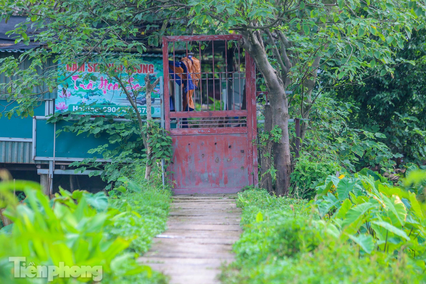 &quot;Chỉ mong cuối tháng 6, tình hình dịch bệnh khả quan, đầm sen được mở cửa để có thể thu hồi được chút ít&quot;, chủ một vườn sen chia sẻ. Trong ảnh: Các lối vào đầm sen đều cửa đóng then cài.