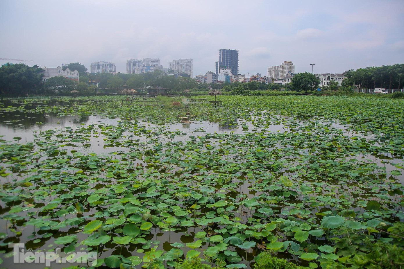 Như mọi năm, tháng 6 là thời gian sen bắt đầu nở rộ nhất, mọi người từ già đến trẻ kéo đến các đầm sen nổi tiếng ở Hà Nội để chụp ảnh. Theo đó, các dịch vụ ăn theo như thu phí tham quan, chụp ảnh, thuê áo, dụng cụ, trang điểm... đều &quot;hốt bạc&quot; mỗi ngày.