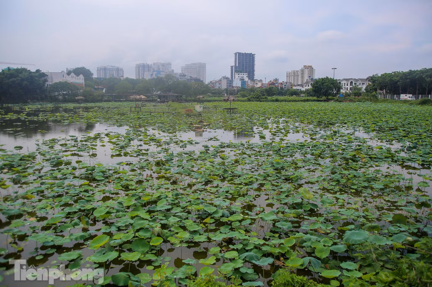 Như mọi năm, tháng 6 là thời gian sen bắt đầu nở rộ nhất, mọi người từ già đến trẻ kéo đến các đầm sen nổi tiếng ở Hà Nội để chụp ảnh. Theo đó, các dịch vụ ăn theo như thu phí tham quan, chụp ảnh, thuê áo, dụng cụ, trang điểm... đều "hốt bạc" mỗi ngày.