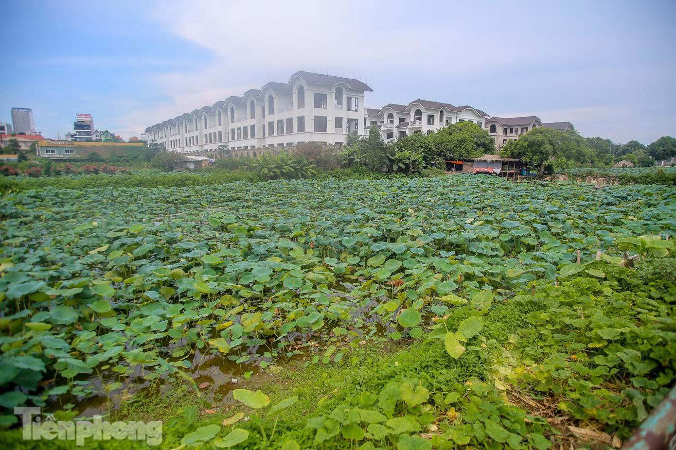 Anh Phong, một thợ chụp ảnh dịch vụ tự do chia sẻ: "Từ đầu mùa sen đến giờ tôi chưa nhận được khách nào do đầm sen ở Hà Nội không mở, nếu muốn chụp chắc phải ra ngoại thành. Có nhiều khách hỏi, đặt hàng tôi chụp nhưng vì dịch bệnh tôi đành hẹn dịp khác. Năm ngoái, tôi kiếm hàng chục triệu trong mùa này. Giờ chỉ hy vọng cuối tháng khi Hà Nội hết giãn cách, hoa còn nở để vớt vát lại".