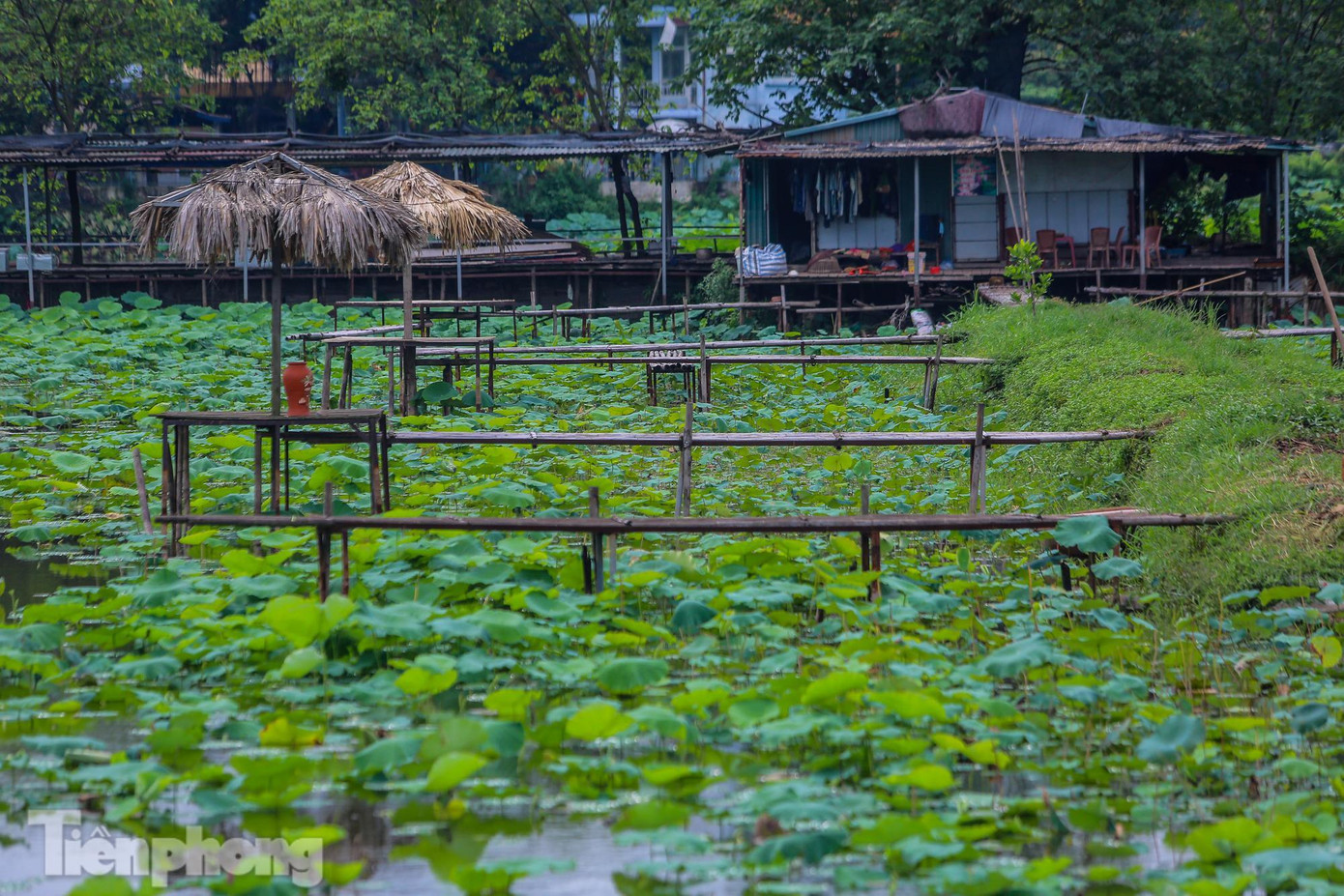 Tuy nhiên, năm nay do ảnh hưởng dịch COVID-19, các đầm sen đều tạm dừng hoạt động, người dân trồng chỉ có thể cắt hoa đem bán còn những dịch vụ khác đều chịu cảnh &quot;thất thu&quot;..