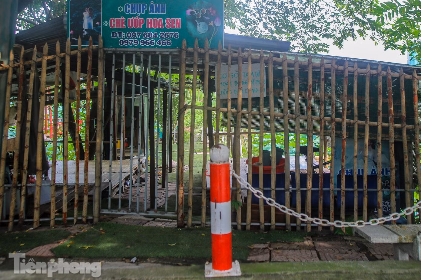 Được biết, sen ở khu vực trên được bán ngay tại vườn và bán lẻ ở các chợ với giá 150.000 đồng/10 bông. Tuy nhiên sức mua giảm hụt do các dịch vụ chụp ảnh tạm ngừng khiến hoa không bán được cuối ngày sẽ vứt bỏ.