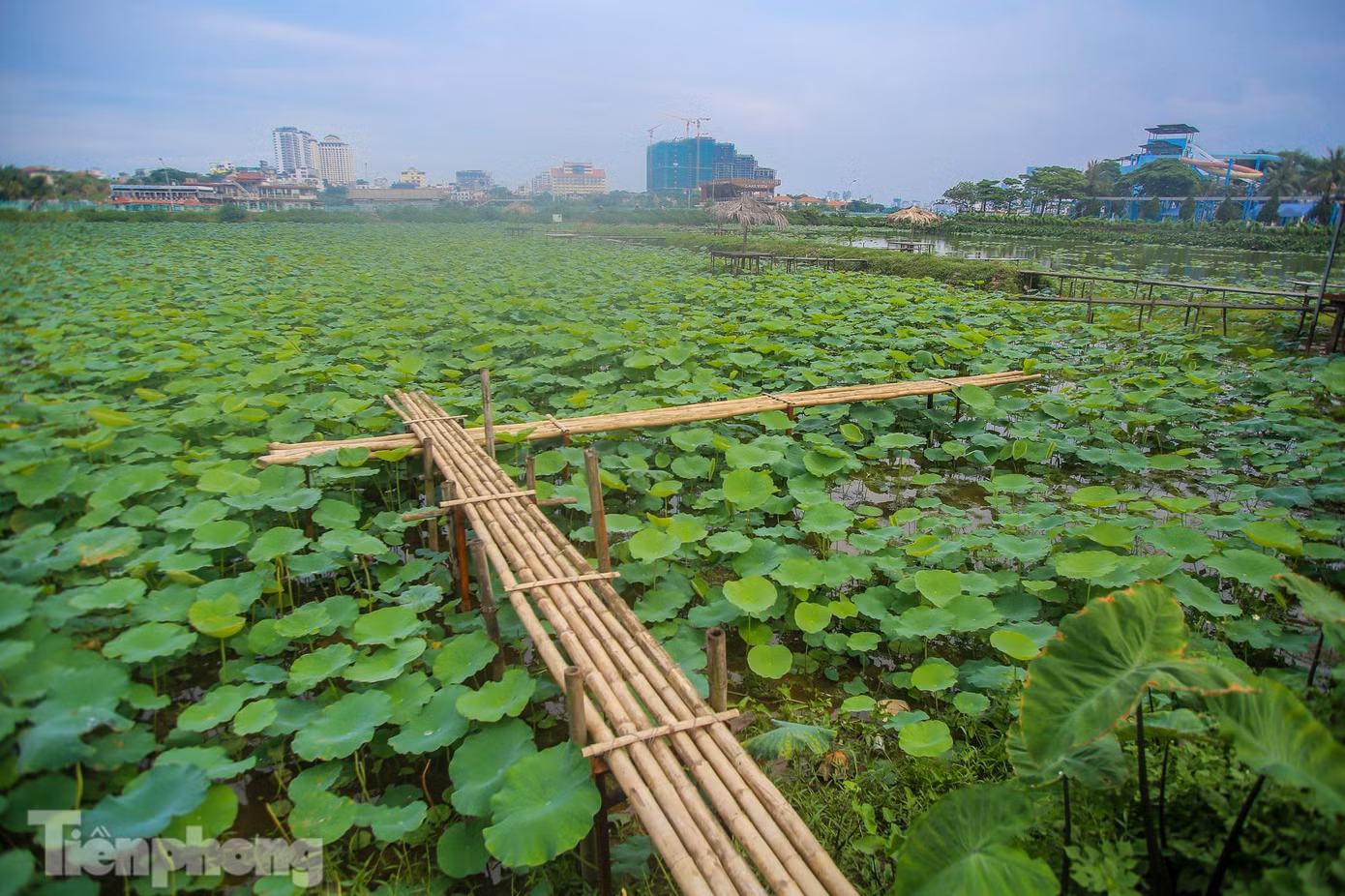 Hình ảnh vắng vẻ hiếm thấy ở các đầm trên hồ Tây vào mùa sen.