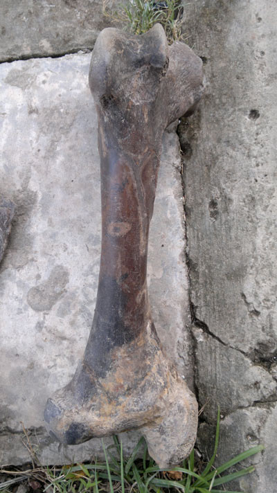 Ống chân của bộ xương rất to, nặng trên 3 kg