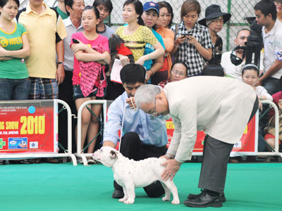 Quá trình kiểm tra tổng quát về dáng dấp, chiều cao, cân nặng, răng, lông, tóc… để chọn ra một chú cẩu đẹp. Quá trình kiểm tra tổng quát về dáng dấp, chiều cao, cân nặng, răng, lông, tóc… để chọn ra một chú cẩu đẹp