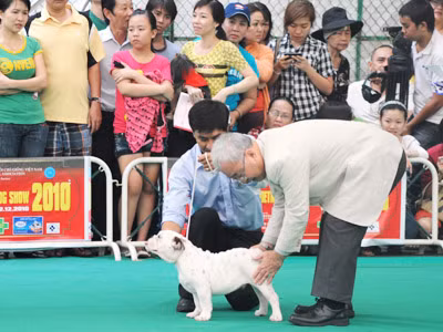 Quá trình kiểm tra tổng quát về dáng dấp, chiều cao, cân nặng, răng, lông, tóc… để chọn ra một chú cẩu đẹp