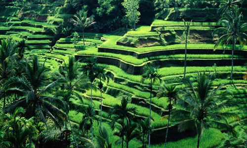 Ruộng bậc thang với màu xanh ngút ngát