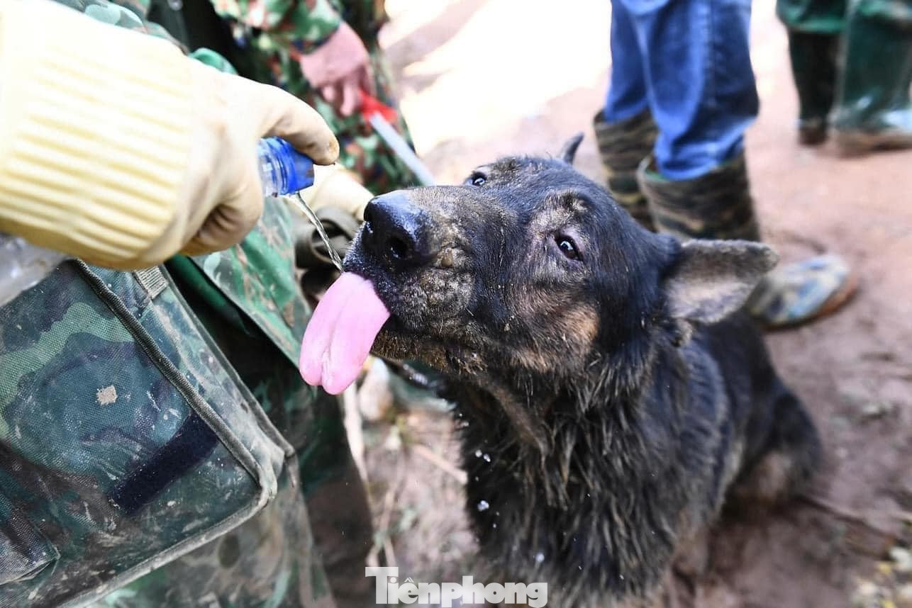 Bộ đội chăm sóc chó nghiệp vụ Biên phòng trong quá trình tìm kiếm nạn nhân mất tích tại làng Nủ.
