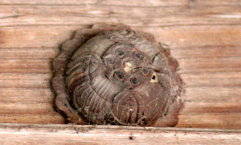 Một núm ngay phía trên cửa