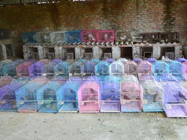 Những lồng chim cu gáy trong trang trại của Hoàng Văn Công.