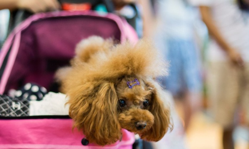 Những nghề thu nhập tăng đột biến nhờ Tết ảnh 1