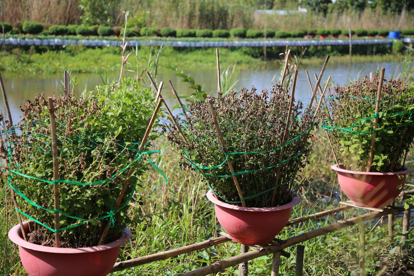 Triều cường dâng cao vừa qua khiến hoa của người dân bị thiệt hại. Ảnh: Nhật Huy.