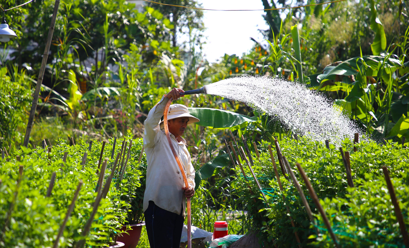 Bà Nguyễn Thị Phương Lan – Phó Trưởng trạm Khuyến nông quận Bình Thuỷ, TP. Cần Thơ cho biết, năm nay mưa nhiều, cộng với đợt triều cường vừa qua khiến nhiều hộ trồng hoa trên địa bàn bị thiệt hại. Dự kiến năm nay, làng hoa sẽ cho ra thị trường trên 280.000 chậu hoa, kiểng các loại. Ngoài ra, tình hình hoa Tết có thể tăng từ 10 – 20% so với năm ngoái, do chi phí phân bón, tiền giống, chậu… tăng cao.