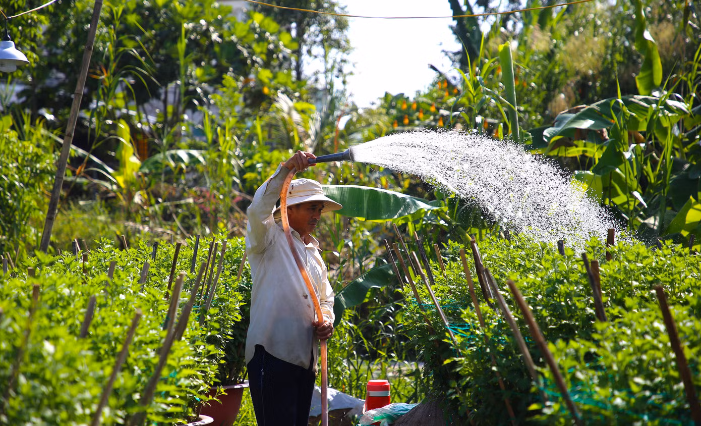 Bà Nguyễn Thị Phương Lan – Phó Trưởng trạm Khuyến nông quận Bình Thuỷ, TP. Cần Thơ cho biết, năm nay mưa nhiều, cộng với đợt triều cường vừa qua khiến nhiều hộ trồng hoa trên địa bàn bị thiệt hại. Dự kiến năm nay, làng hoa sẽ cho ra thị trường trên 280.000 chậu hoa, kiểng các loại. Ngoài ra, tình hình hoa Tết có thể tăng từ 10 – 20% so với năm ngoái, do chi phí phân bón, tiền giống, chậu… tăng cao.