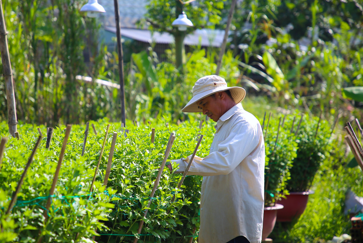 Do ảnh hưởng của giá cả nguyên vật liệu (chậu nhựa, giỏ tre…), cây giống, thuốc bảo vệ thực vật tăng cao so năm trước, nên ông Tùng chỉ mong thời tiết thuận lợi để “ăn chắc” vụ hoa Tết này. Dự kiến năm nay, ông Tùng cho ra thị trường hàng trăm chậu cúc mâm xôi, cúc Đài Loan...
