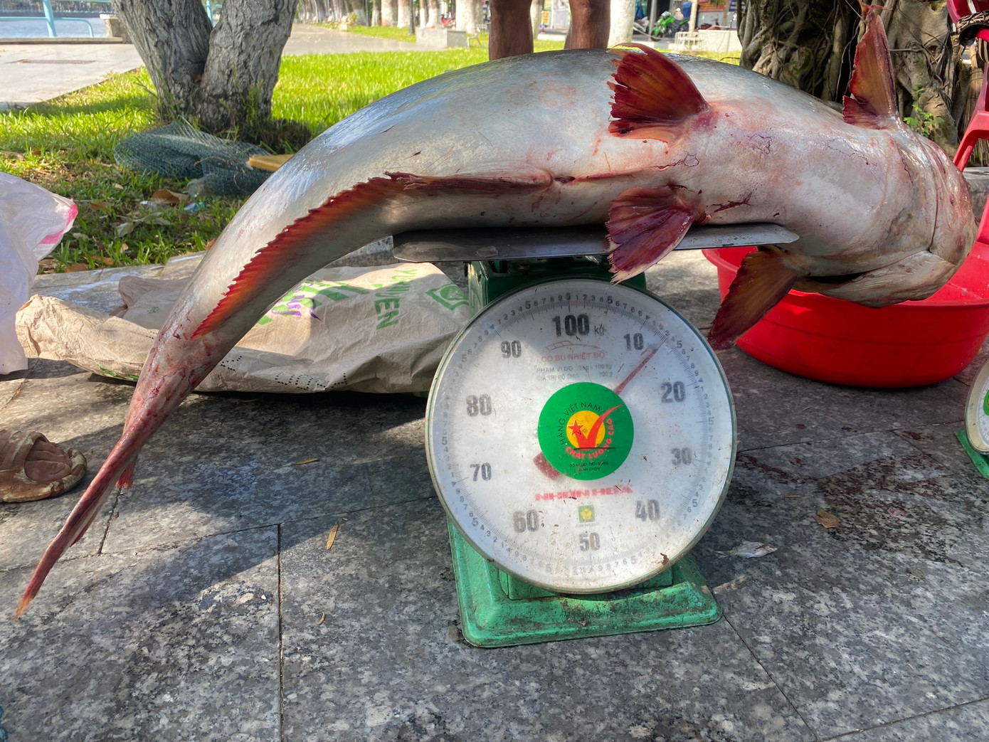 Một con cá tra "khủng" được đánh bắt từ Giếng nước Mỹ Tho.