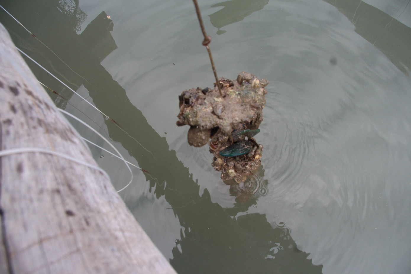 Hàu, vẹm xanh của người dân xã Hòn Tre chết nghi ô nhiễm nguồn nước. Hàu, vẹm xanh của người dân xã Hòn Tre chết nghi ô nhiễm nguồn nước.