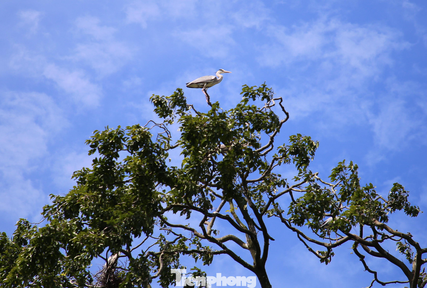 Loài vạc sinh sống ở đây là vạc trắng, có con nặng từ 3 - 4kg, sải cánh rộng khoảng 50cm. Ban ngày, đàn vạc bay đi kiếm ăn, đến tối thì quay trở về chùa trú ngụ.