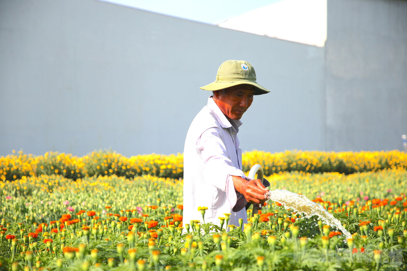 Ông Nguyễn Ngọc Hên, ngụ phường Long Hòa, quận Bình Thủy, TP. Cần Thơ - cho biết Tết năm nay gia đình ông đưa ra thị trường khoảng 1.000 giỏ hoa, trong đó nhiều giống hoa mới, bắt mắt với thời gian trưng dài ngày, phù hợp nhiều không gian khác nhau sẽ được đưa ra để phục vụ nhu cầu của người dân.