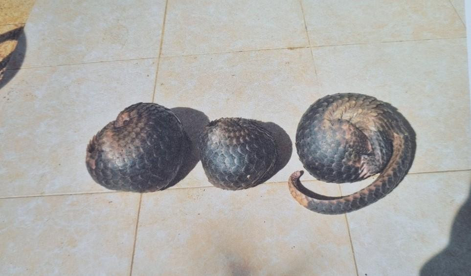 3 con Tê Tê có trọng lượng gần 7kg7kg. 3 con Tê Tê có trọng lượng gần 7kg7kg.