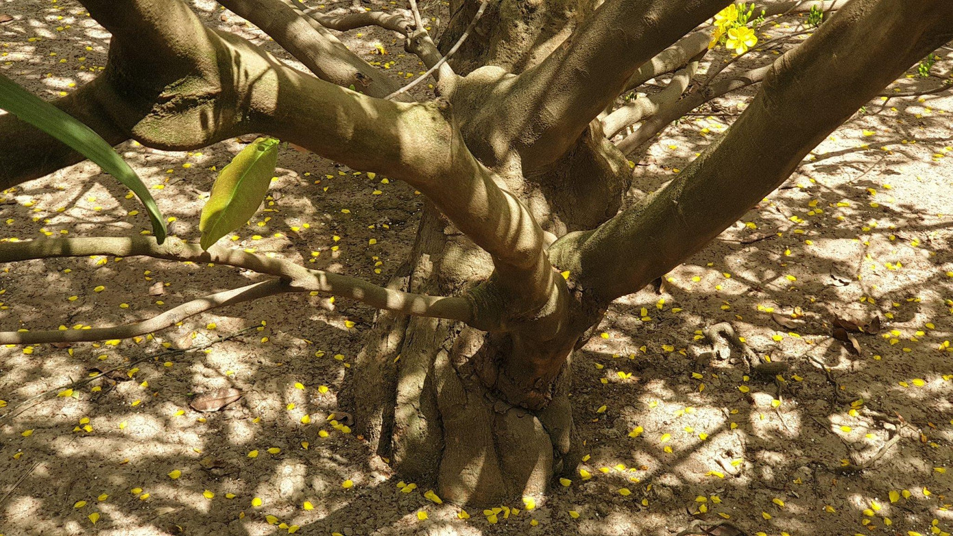 Cứ mỗi dịp Tết đến, có nhiều người tìm đến nhà ông Đối xin chụp ảnh cùng cây mai vàng. Theo ông Đối, có người đến hỏi mua cây mai này với giá 4 tỷ đồng nhưng ông chưa bán. Cứ mỗi dịp Tết đến, có nhiều người tìm đến nhà ông Đối xin chụp ảnh cùng cây mai vàng. Theo ông Đối, có người đến hỏi mua cây mai này với giá 4 tỷ đồng nhưng ông chưa bán.