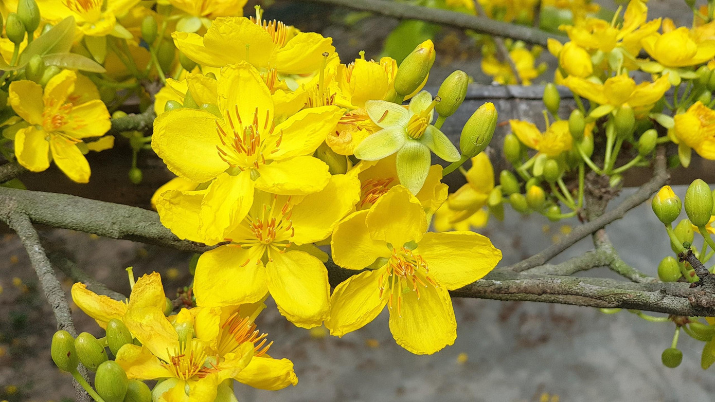 Về nguồn gốc cây mai vàng, theo ông Đối, do cha ông trồng và để lại cho thế hệ sau là ông chăm sóc. Hiện cây mai này khoảng 70 tuổi. Về nguồn gốc cây mai vàng, theo ông Đối, do cha ông trồng và để lại cho thế hệ sau là ông chăm sóc. Hiện cây mai này khoảng 70 tuổi.