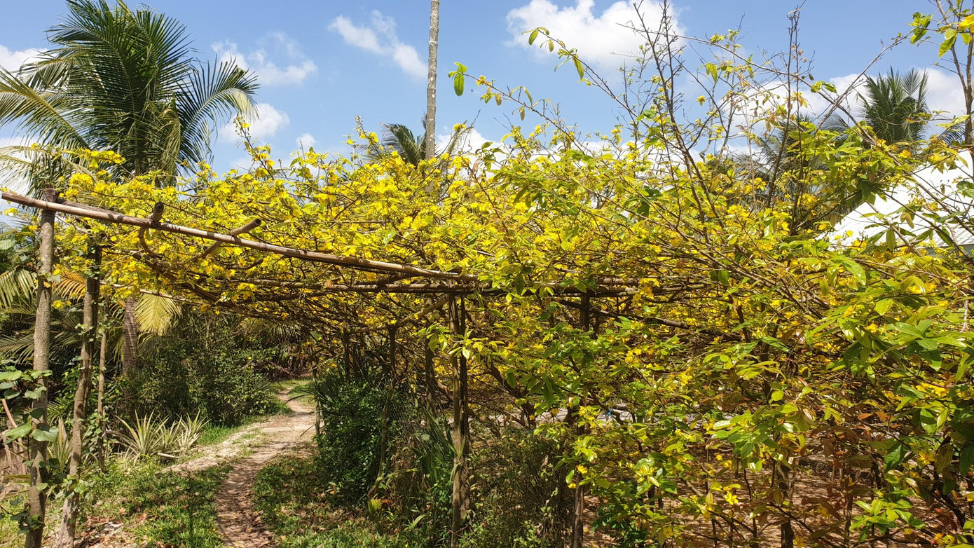 Chủ nhân cho biết, mai vàng cổ này chỉ tập trung phát triển nhánh, tán đều theo các hướng, không chịu vươn cao và cây chỉ cao khoảng 4 - 5m. Chủ nhân cho biết, mai vàng cổ này chỉ tập trung phát triển nhánh, tán đều theo các hướng, không chịu vươn cao và cây chỉ cao khoảng 4 - 5m.
