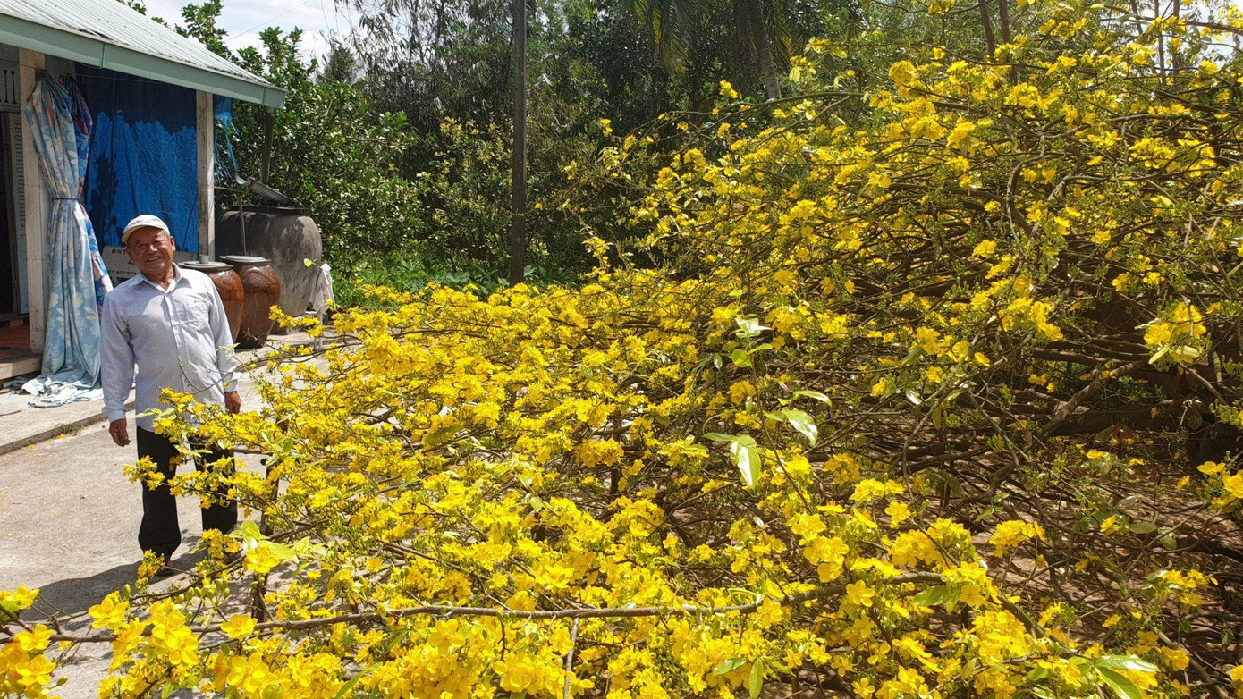 Ông Đối cho biết, do cây mai vàng tán quá rộng nên ông làm giàn để đỡ cây. Đặc biệt, mai vàng này ra một cách tự nhiên, không có sự tác động của con người. Ông Đối cho biết, do cây mai vàng tán quá rộng nên ông làm giàn để đỡ cây. Đặc biệt, mai vàng này ra một cách tự nhiên, không có sự tác động của con người.