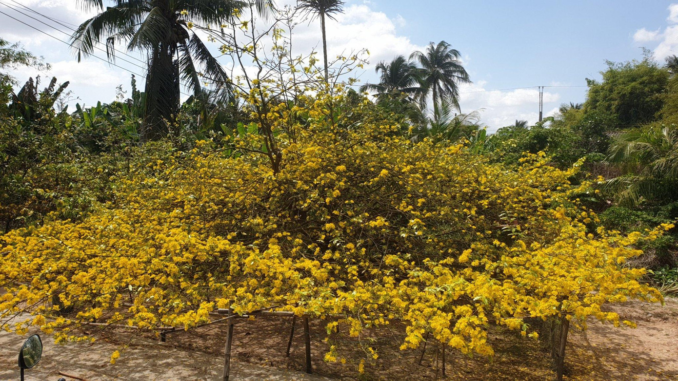 Ông Đối cho biết, cây mai vàng cổ này có tán rộng khoảng 60m, đường kính 8m. Đây là loại mai cổ 5 cánh. Để có những hoa mai nở đều, đẹp như hiện tại, vợ chồng ông đã mất 4 ngày lặt lá. Ông Đối cho biết, cây mai vàng cổ này có tán rộng khoảng 60m, đường kính 8m. Đây là loại mai cổ 5 cánh. Để có những hoa mai nở đều, đẹp như hiện tại, vợ chồng ông đã mất 4 ngày lặt lá.