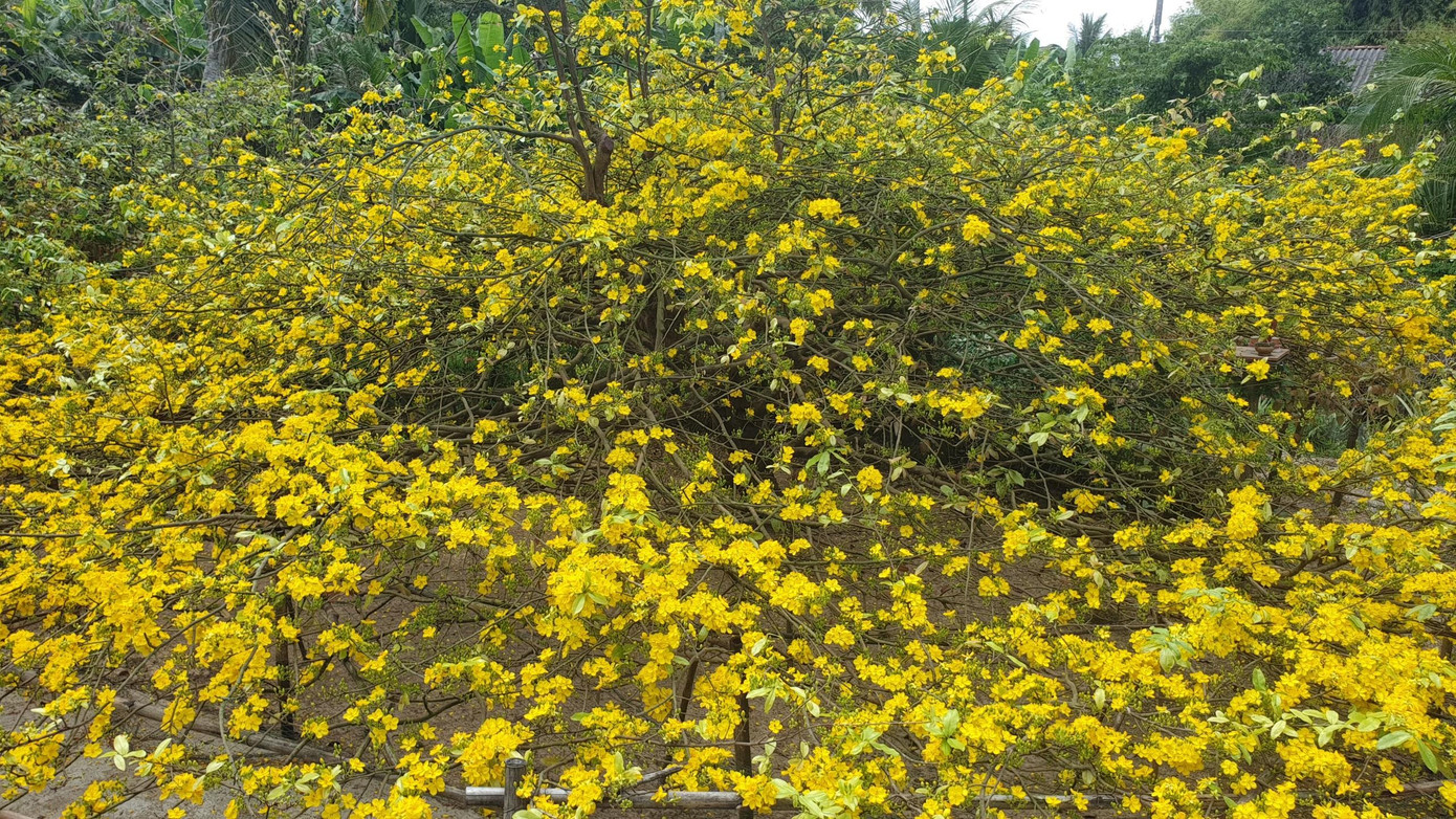 Cây mai nở vàng rực rỡ cả một góc sân. Cây mai nở vàng rực rỡ cả một góc sân.