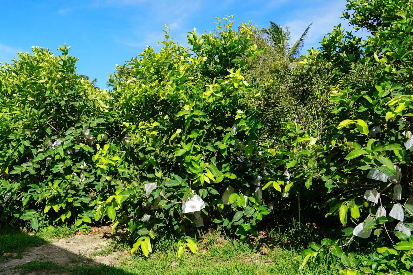 Nhà vườn bao trái bằng túi giấy để đảm bảo chất lượng và an toàn cho người tiêu dùng.