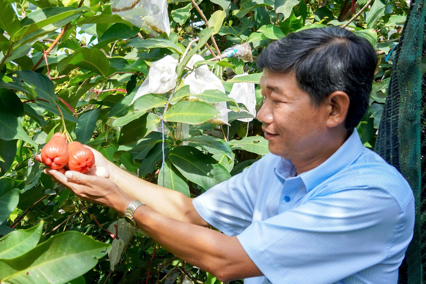 Mận hồng MST từng bước vươn ra thị trường quốc tế, có đơn hàng xuất khẩu sang châu Âu và Đài Loan - Trung Quốc.