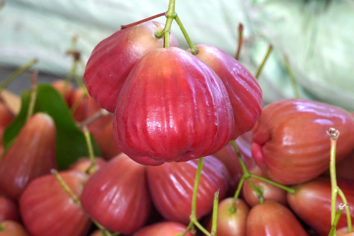 Trái mận hồng MST có màu sắc bắt mắt, giòn ngọt, được thị trường ưa chuộng.