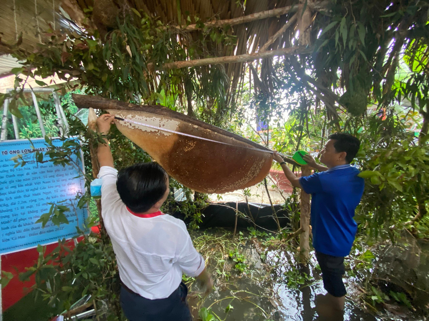Tổ ong đăng ký kỷ lục là tổ ong gác kèo ong mật tự nhiên được lấy tại điểm du lịch sinh thái Mười Ngọt. Tổ ong nặng 43kg, dài 2,2m, rộng 1m, dự kiến thu hoạch 15 lít mật.