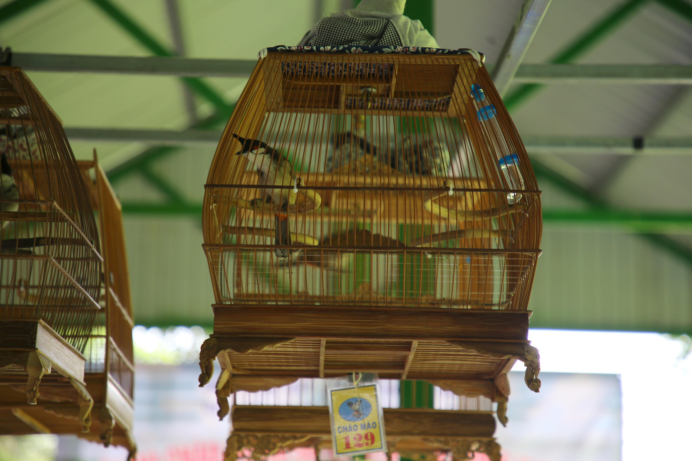 Cụ thể, tại vòng 1 đến vòng 3 với thời gian 3 – 5 phút, ở các vòng đấu này tổ trọng tài sẽ loại các chú chim thật sự không chơi xù lông, cụp màu. Các chú chim có lỗi tắm khô, phơi nắng, rỉa phao câu (móc bô) nhiều lần thì tổ trọng tài sẽ loại trực tiếp chim đó. Từ vòng 4 đến vòng đấu trước khi vào top được chấm thi chú trọng về thái độ thi đấu của các chú chim trên sào. Vòng top 20 được chia làm 3 lượt đấu (lượt thứ nhất và thứ hai mỗi lượt loại 4 chú chim có thái độ thi đấu yếu nhất; sau đó lượt thứ 3 sẽ tiếp tục loại 2 chú chim còn lại để bước vào vòng chọn lựa top 10).