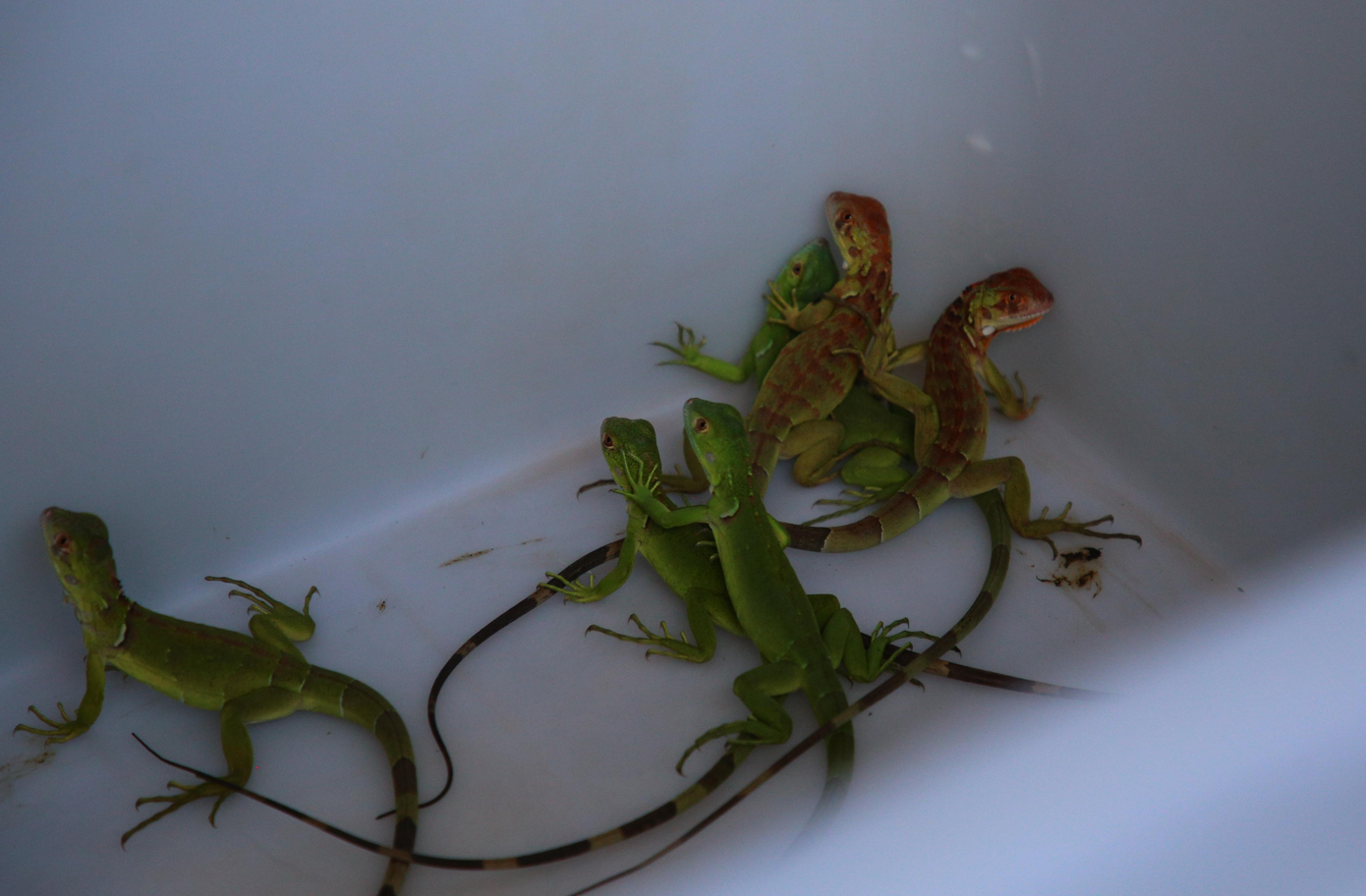 Anh Đạt cho biết, rồng Nam Mỹ nuôi khoảng 2 năm thì sinh sản. Mùa sinh sản rơi vào đầu tháng 10, kéo dài đến tháng 12. Tùy theo kích cỡ và thể trạng, chúng có thể đẻ từ 20 - 70 trứng, tỷ lệ ấp nở đạt trên 80 - 90%. Thời gian ấp trứng khoảng 5,5 tháng thì nở.