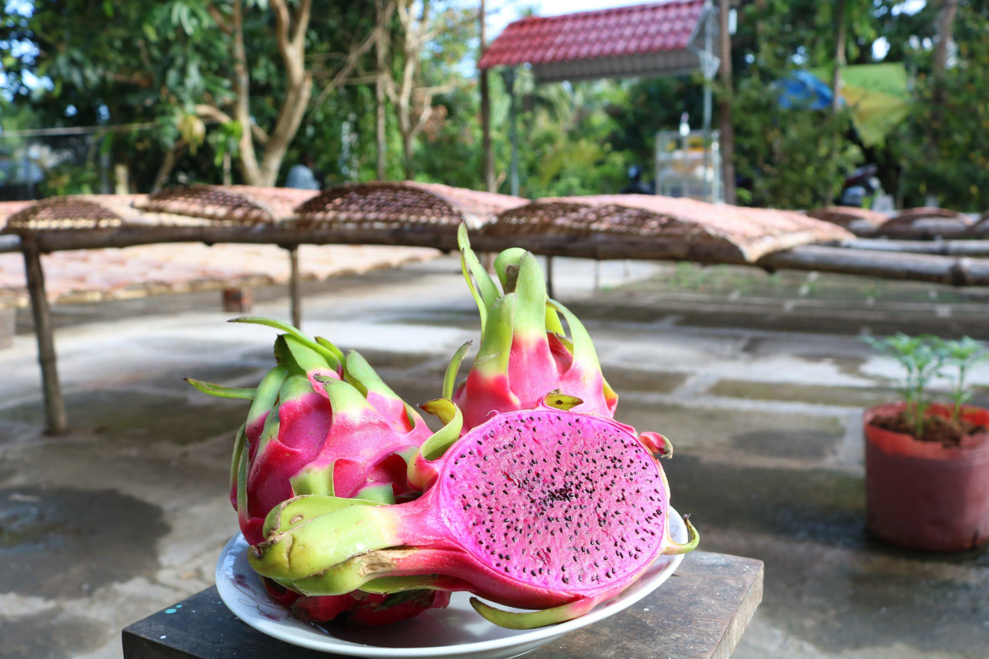 Nói về cơ duyên với chiếc bánh tráng thanh long, bà Liễu chia sẻ: "Thời điểm thanh long ruột đỏ rớt giá thê thảm, người ta đổ bán dọc 2 bên đường với giá từ 2 – 3.000 đồng/kg. Tôi nghĩ màu thanh long tím đỏ tự nhiên, nếu cho vào bánh tráng chắc sẽ rất đẹp. Nghĩ là làm, sau đó bà tôi cho ra sản phẩm bánh tráng thanh long mang hương vị rất đặc trưng".